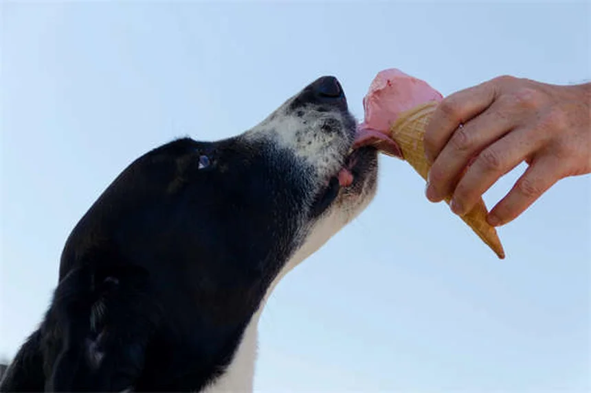 12 Choses Incroyables à Savoir sur les Chiots Nouveau-Nés