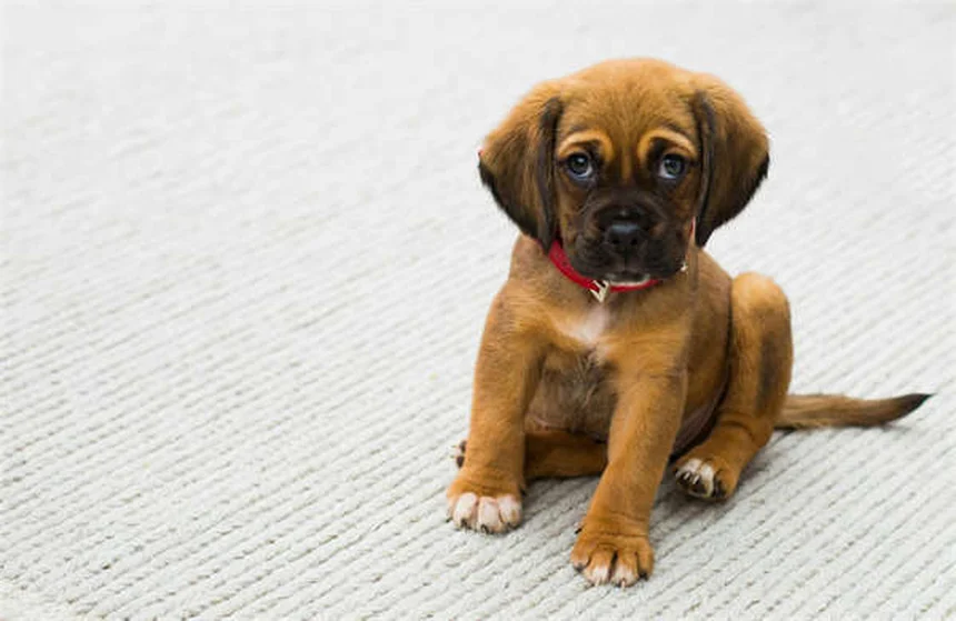 12 Choses Incroyables à Savoir sur les Chiots Nouveau-Nés
