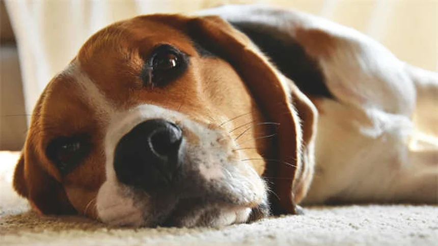 Toilettage chien à la maison : 5 astuces de pro pour un pelage parfait