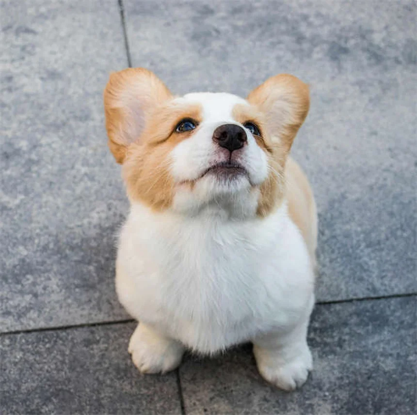 Les 19 races de chiens les plus robustes et en bonne santé