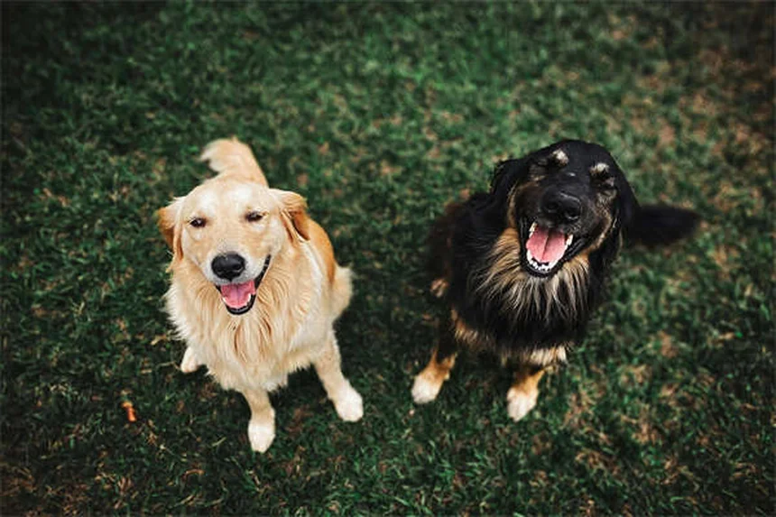 Les 19 races de chiens les plus robustes et en bonne santé