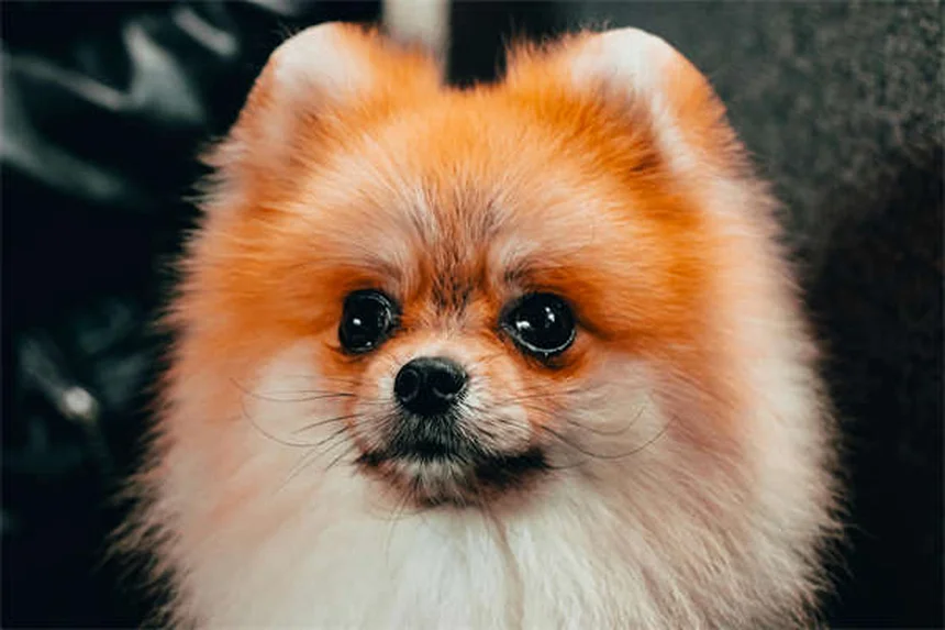 9 sons de chat décryptés : ce que votre félin essaie de vous dire