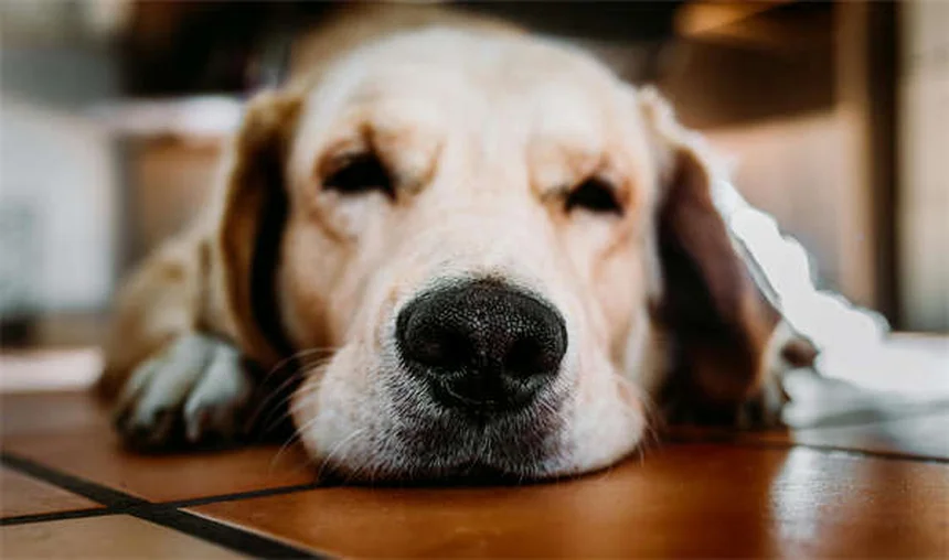 9 sons de chat décryptés : ce que votre félin essaie de vous dire