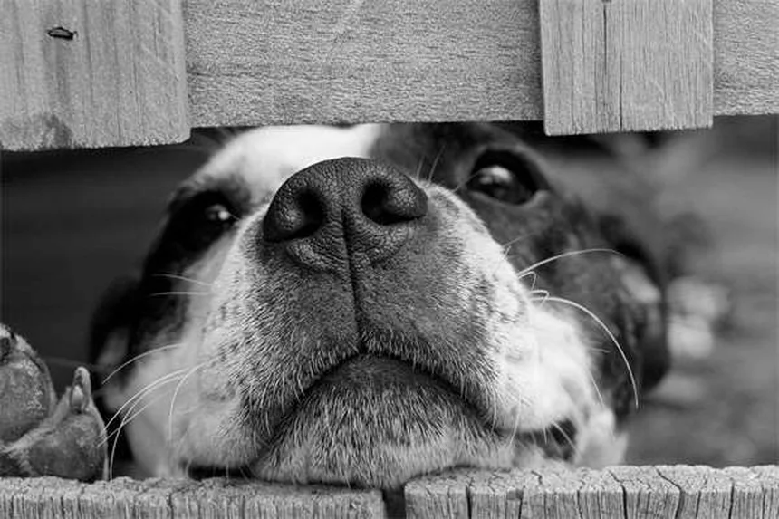 Tumeur à mastocytes chez les furets : symptômes, traitement et prévention