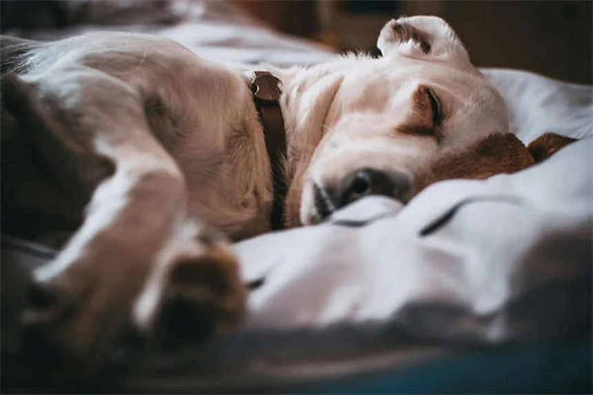 Tumeur à mastocytes chez les furets : symptômes, traitement et prévention