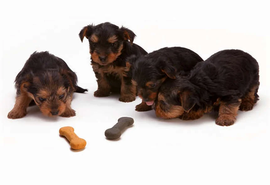 Comment bien promener son chien : 7 erreurs à éviter absolument