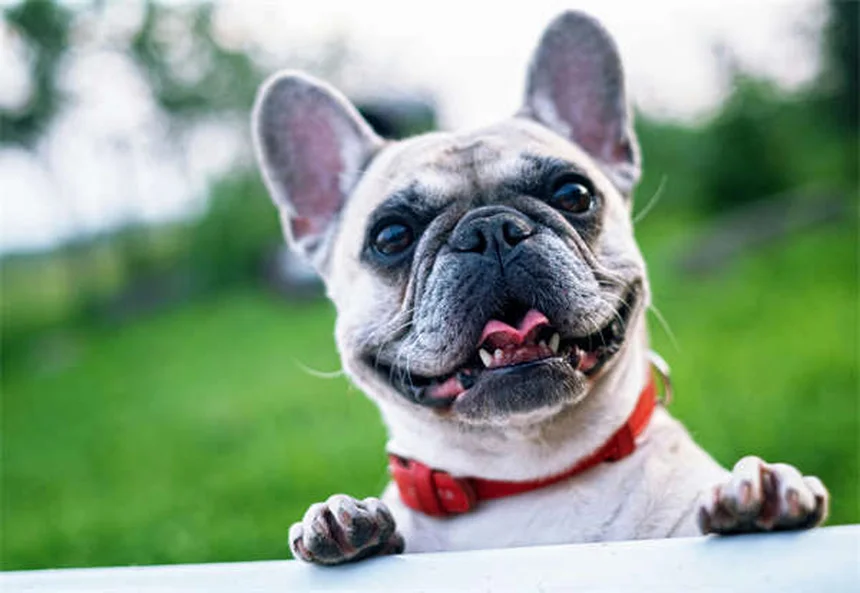 Comment bien promener son chien : 7 erreurs à éviter absolument