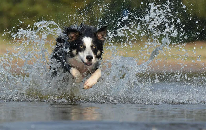 Mucus dans les crottes de chien : 5 signes qui doivent alerter