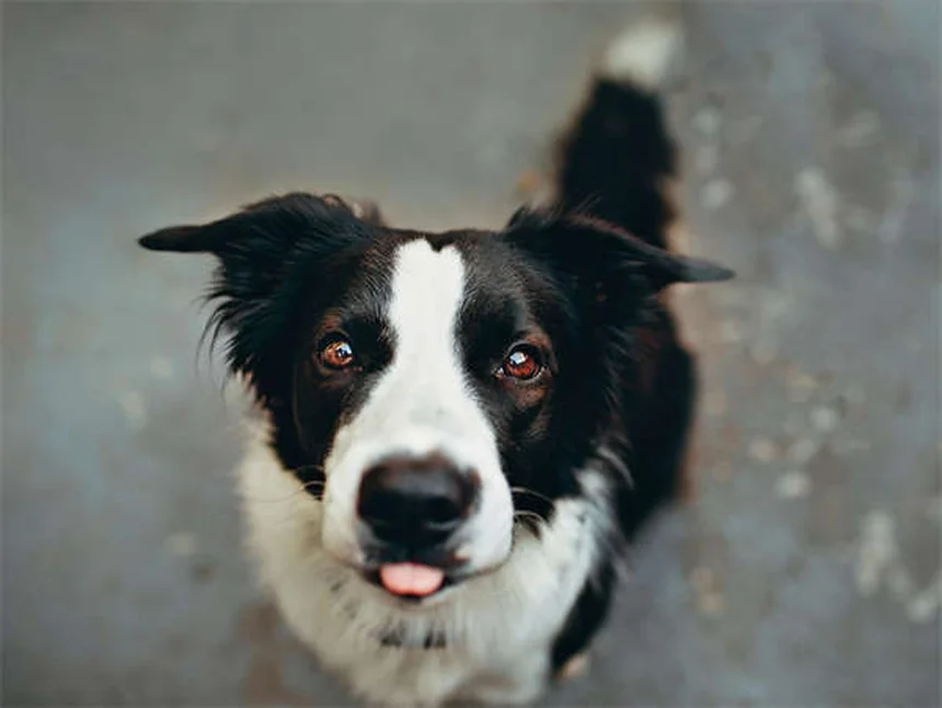 Mucus dans les crottes de chien : 5 signes qui doivent alerter