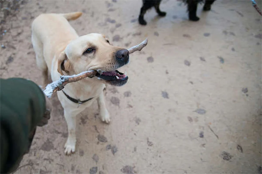 Bosses chez le chien : comment savoir si c'est grave ?