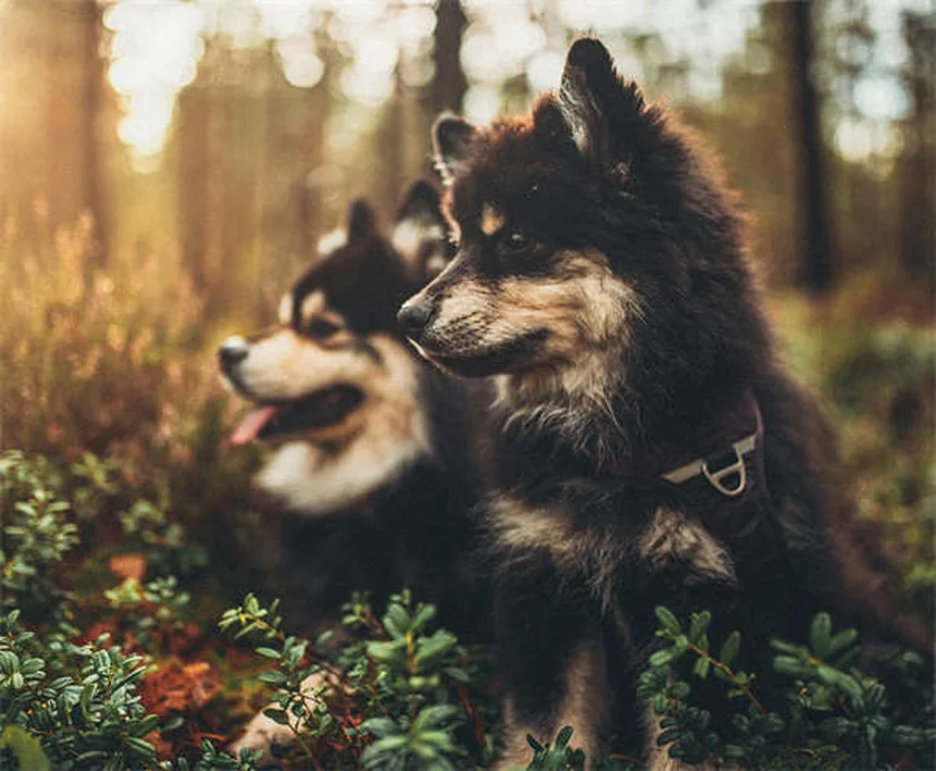 Bosses chez le chien : comment savoir si c'est grave ?