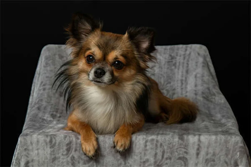 Sulfasalazine pour chiens et chats : ce qu'il faut savoir