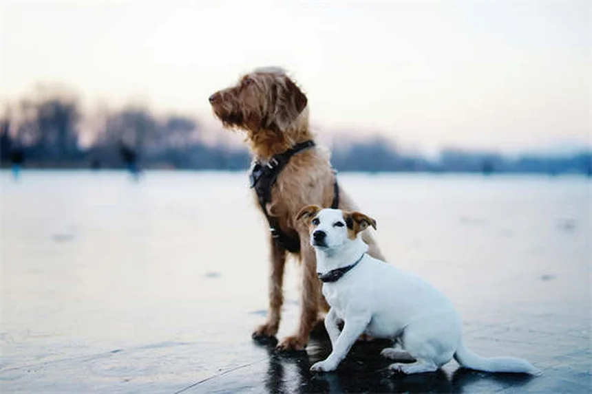 Pourquoi mon chien s'assoit sur mes pieds ? 5 raisons étonnantes