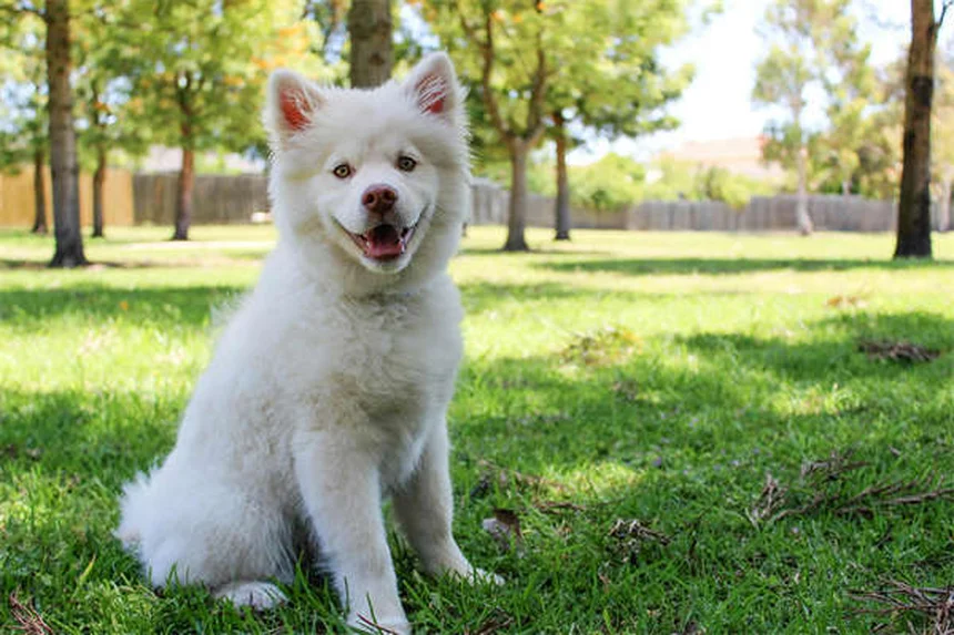 Comment protéger votre chien contre les tiques ? 5 conseils indispensables