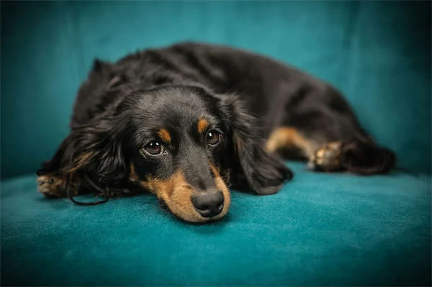 Comment protéger votre chien contre les tiques ? 5 conseils indispensables