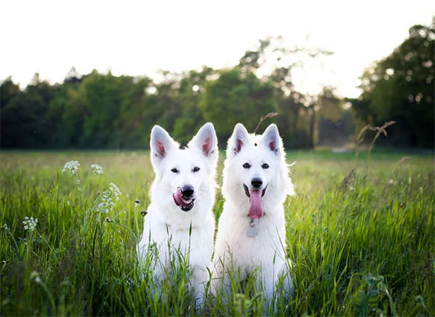 AAFCO : Le guide complet pour choisir la meilleure nourriture pour chien et chat