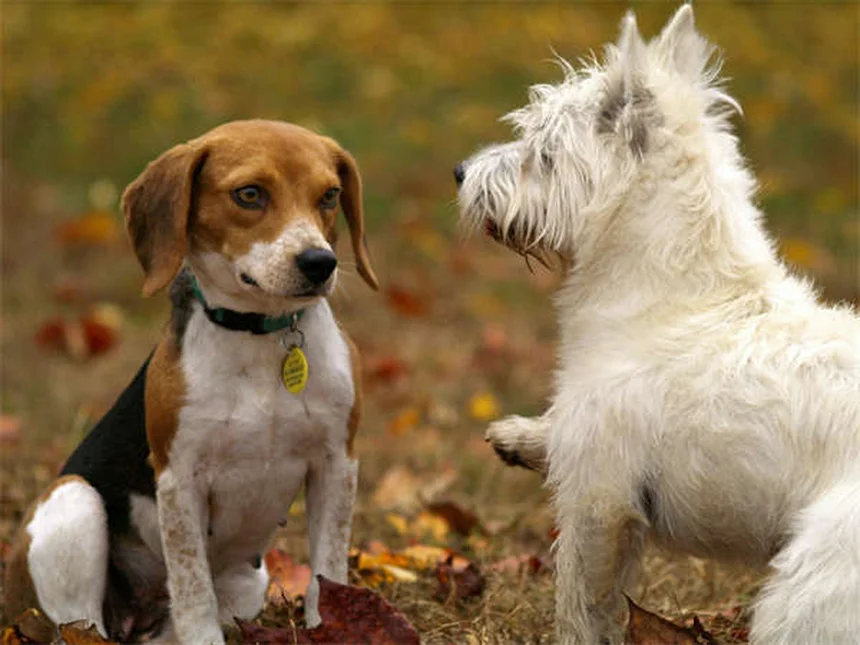 AAFCO : Le guide complet pour choisir la meilleure nourriture pour chien et chat